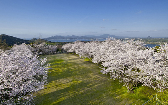 維和桜 花公園