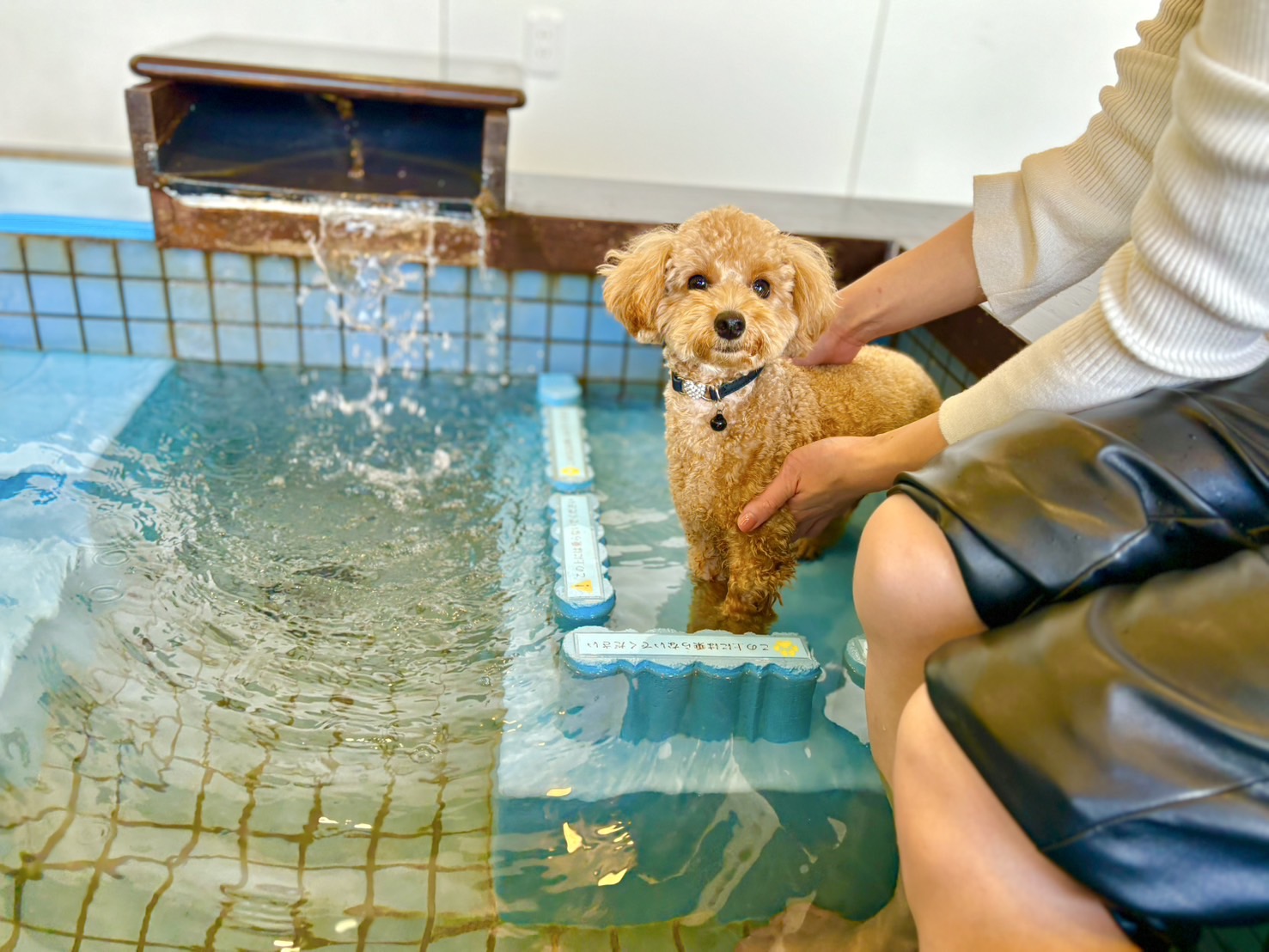 ペットと泊まれる海辺のリゾート