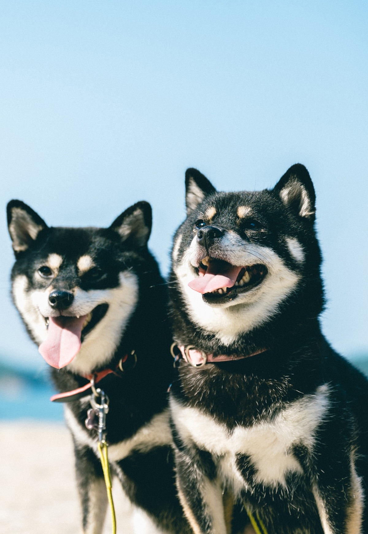 愛犬家に人気の白い砂浜